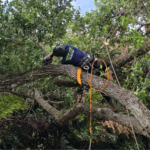 Large fallen oak tree resting against the roof of a home in Vero Beach, FL, after a tropical storm.