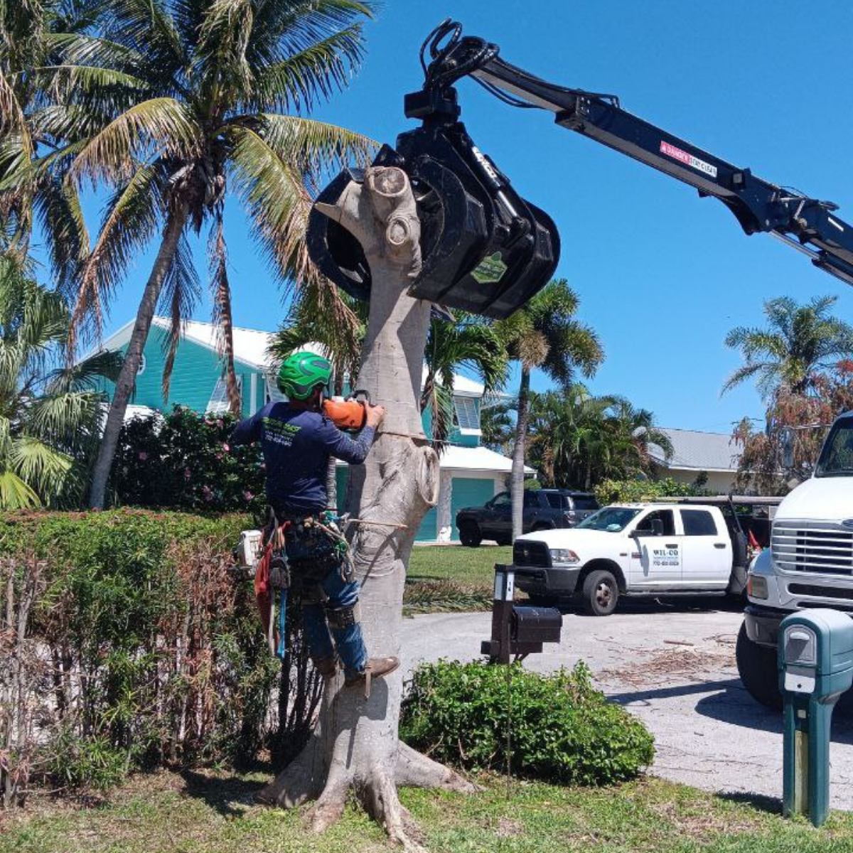 Treasure Coast Tree Service crew working in Indian River County, FL