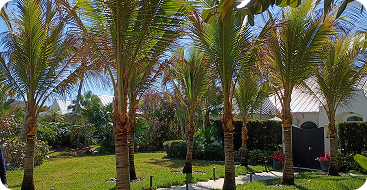 Tree Service Vero Beach FL | Treasure Coast Tree & Land Services