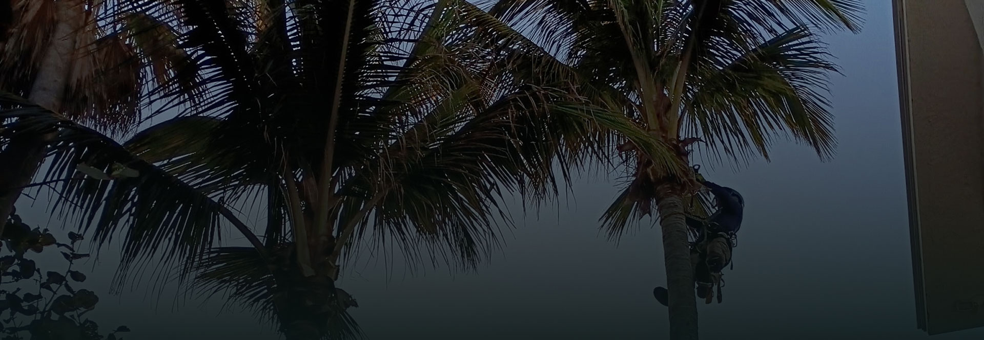 Tree Service Vero Beach FL | Treasure Coast Tree & Land Services