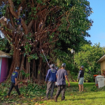 3 Ways to Spot a Dangerous, Rotten Tree Before the Next Big Florida Storm