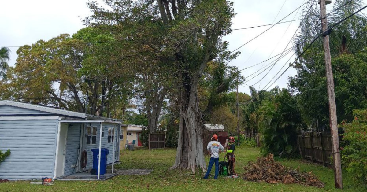 Arborist Consultation in Vero Beach, FL