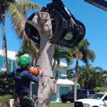 Fast and Safe Fallen Tree Removal for Vero Beach Yards