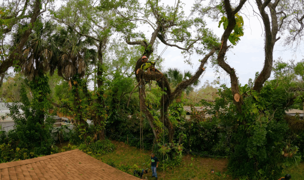 hurricane prep and clean up