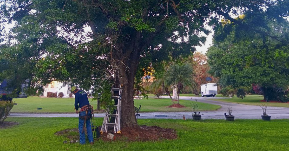 Plant Healthcare in Vero Beach