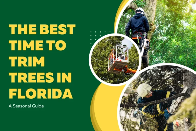 The Best Time to Trim Trees in Florida: A Seasonal Guide