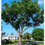 Mature live oak with a wide canopy shading a Vero Beach home.