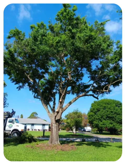 The Most Common Trees in Vero Beach, FL 