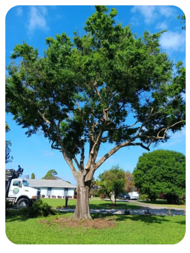 Mature live oak with a wide canopy shading a Vero Beach home.