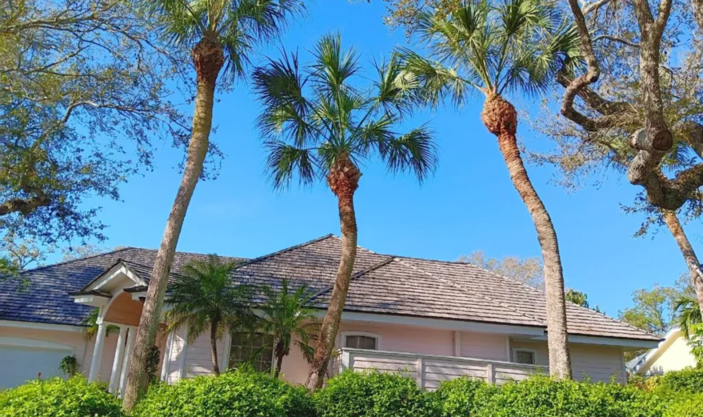 tree care services