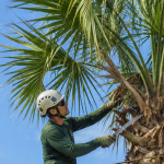 borist trimming dead fronds from a mature cabbage palm in Vero Beach, Florida
