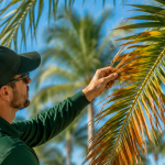 ISA Certified Arborist inspecting a Vero Beach palm tree for early signs of lethal bronzing disease