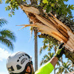 Treasure Coast arborist inspecting a storm-damaged tree in Vero Beach, FL
