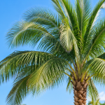 : Properly pruned palm with a full green canopy in Vero Beach, Florida